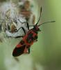 Corizus hyoscyami hyoscyami